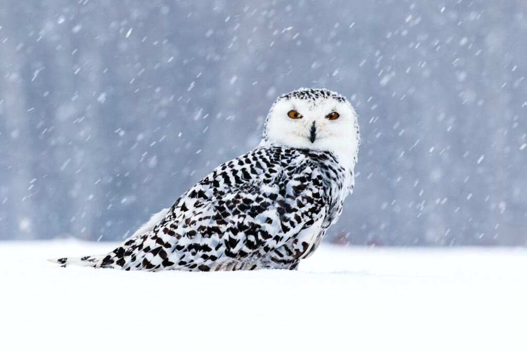 35 Photos of Truly Adorable Animals in Snow - noupe