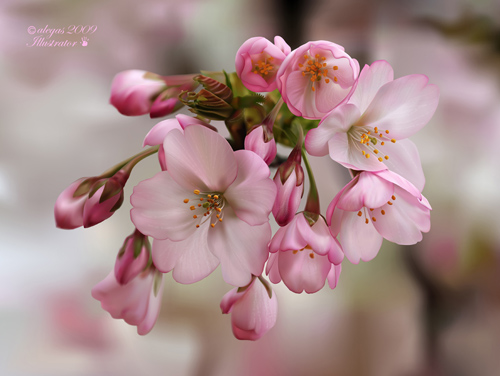 Spring_by_alegas