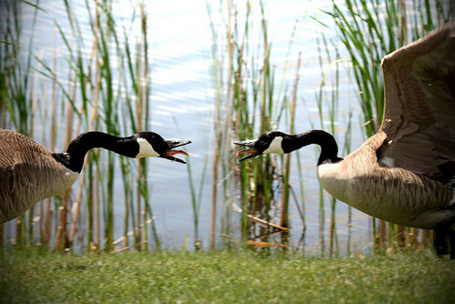 Geese Fight
