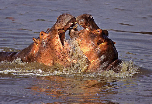 Hippos Fighting 2a