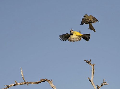 Kingbirds fighting