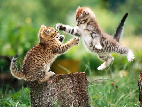 Fighting Kittens