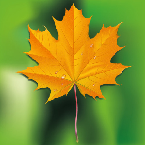 How to Draw a Fall Leaf Using Adobe Illustrator 