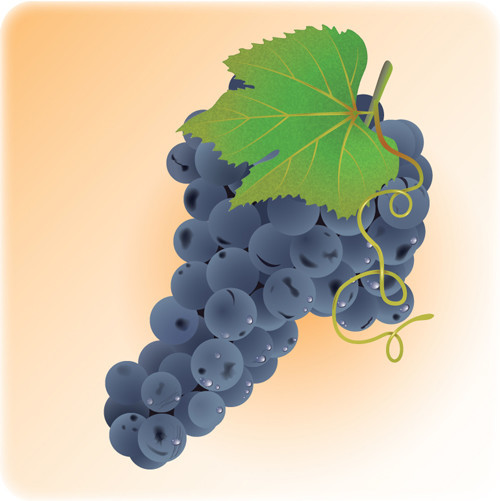 How to Illustrate Deliciously Realistic Grapes using Simple Techniques